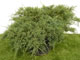 Juniperus Virginiana Grey Owl