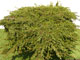 Juniperus Communis Repanda