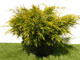 Juniperus Chinensis Kuriwao Gold