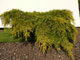 Juniperus X Media Pfitzereana Aurea