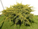 Juniperus Squamata Holger