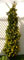 Thuya Occidentalis Yellow Ribband (Clipped)